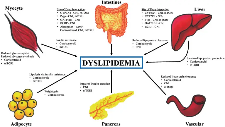Ayurvedic Medicine for Dyslipidemia